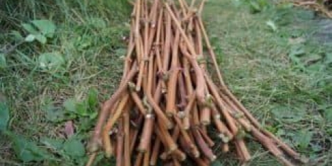 Kako pripremiti reznice grožđa i kako ih čuvati u jesen